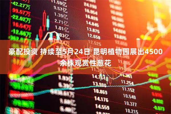 豪配投资 持续至5月24日 昆明植物园展出4500余株观赏性葱花